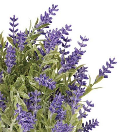 Lavande «éternelle»