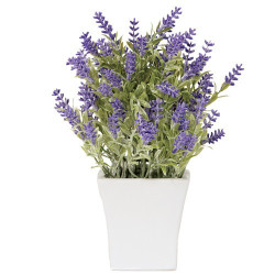 Lavande «éternelle»