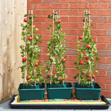 LES 3 BACS DE PLANTATION TOMATES