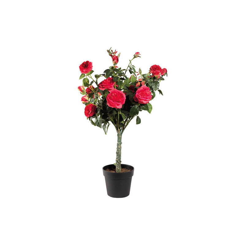 ROSIER EN POT "ÉTERNEL"