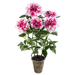 Bouquet de dahlias éternels